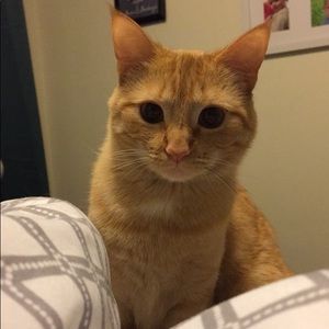 Meet your Posher, Andranae